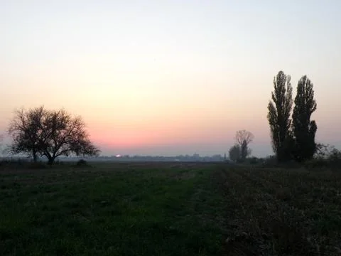 Tree in the field at Sunset Foto stock