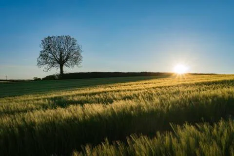 Tree in field at sunset 库存照片