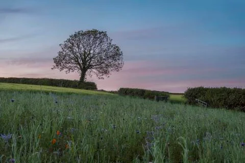 Tree in field at sunset 库存照片