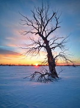 Tree in the field at sunset Stock Photos