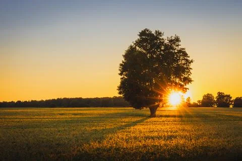Tree in a Field at Sunset Stock Photos
