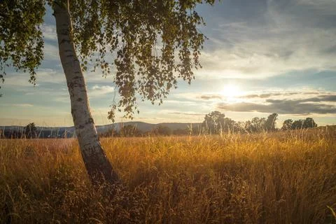 Tree on the field at sunset - summer evening in the countryside Stock Photos