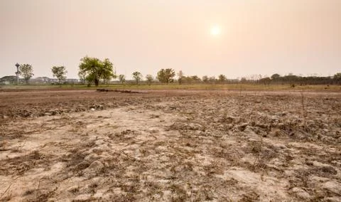 Tree in field in sunset time Stock Photos