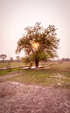 Tree in field in sunset time Stock Photos