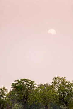 Tree in field in sunset time Stock Photos