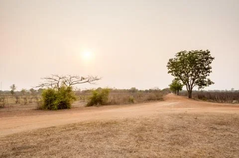 Tree in field in sunset time Stock Photos