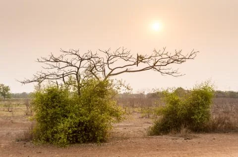 Tree in field in sunset time Stock Photos