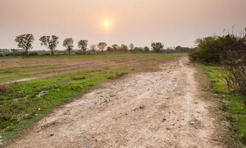 Tree in field in sunset time Foto stock