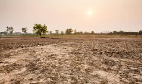 Tree in field in sunset time Stock Photos