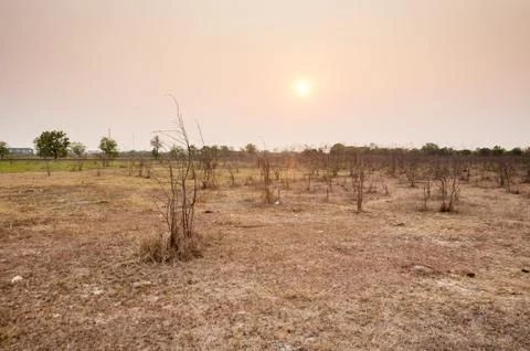 Tree in field in sunset time Stock Photos