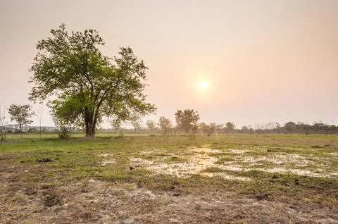 Tree in field in sunset time Stock Photos
