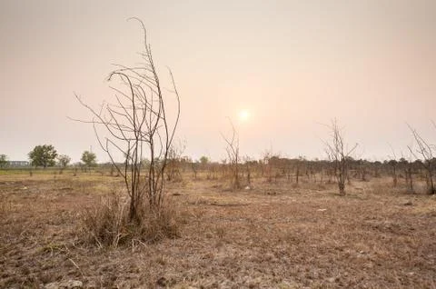 Tree in field in sunset time Stock Photos