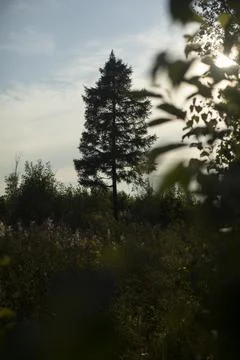 Tree in field. There is only one spruce in field. Natural scenery in summer. Foto stock