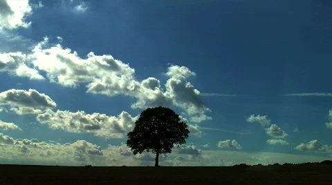 Tree in a Field, Time Lapse Stock Footage 842931