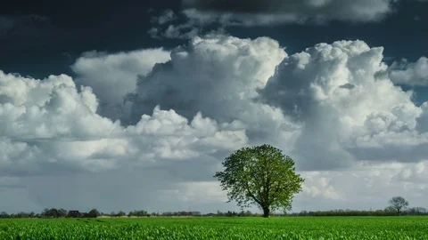 Tree in the field, time lapse, seamless loop Stock Footage 87806458