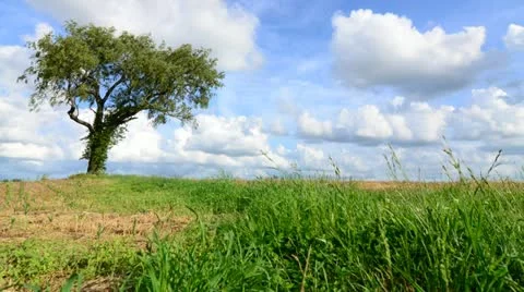 Tree in Field Timelapse Dolly Stock Footage 11059853