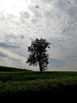 A tree in field under sun in wind Stock Photos