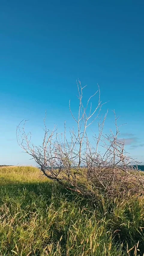 Tree in field, wheat field, sky, cliff, cliffside, field, nature Stock Footage 233741555