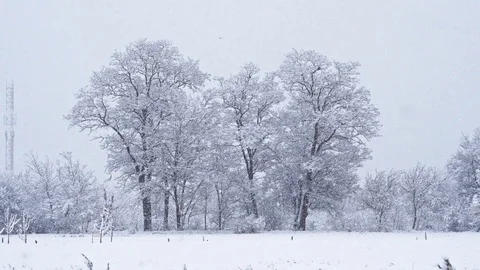 Tree in a field in winter with falling snow, blue. Snow forest snowfall Stock Footage 100526619