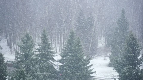 Tree in a field in winter with falling snow. Stock Footage 105095461