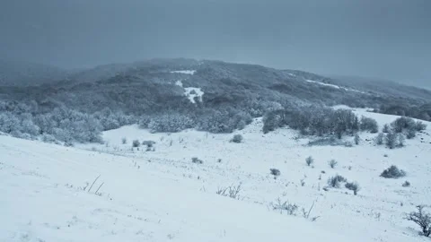 Tree in a field in winter with falling snow, blue. Snow forest snowfall. Stock Footage 148749214