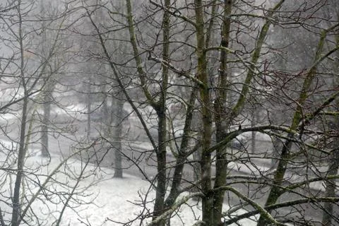 Tree in a field in winter with falling snow Christmas Winter New Year background Stock Photos