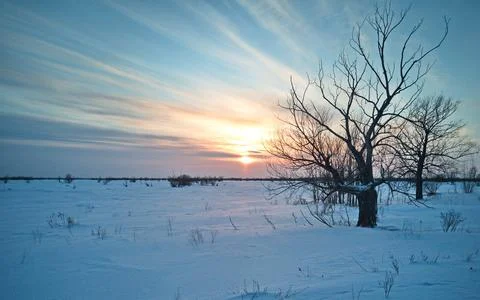 Tree in a field in winter 스톡 사진
