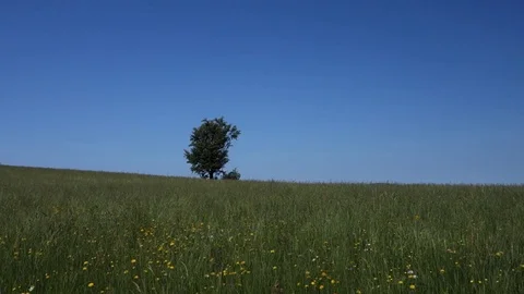 Tree in fields in early summer. Stock Footage 109701879