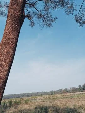 A tree on the fields Stock Photos
