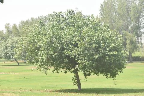 Tree in field.Yas gate south park. Stock Photos