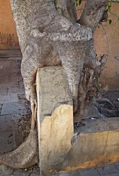 Tree fighting concrete, tree trunk destroying a concrete fence panel over a p Foto stock