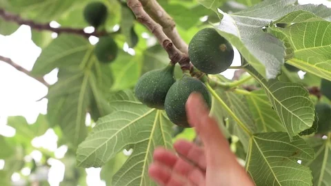 Tree with figs Stock-Footage 97448093