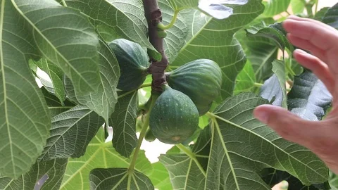 Tree with figs Stock Footage 97448100