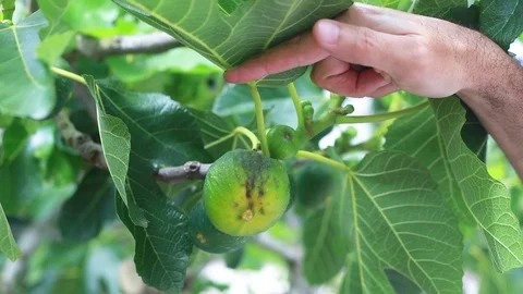 Tree with figs Stock Footage 97448104