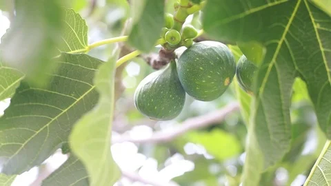Tree with figs Stock Footage 97448110