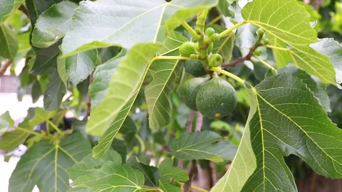 Tree with figs Stock Footage 97448116