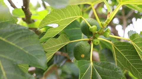 Tree with figs Stock-Footage 97448343
