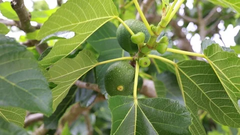 Tree with figs Stock Footage 97448348