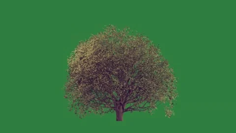 Tree on figure Stock Footage 335987693