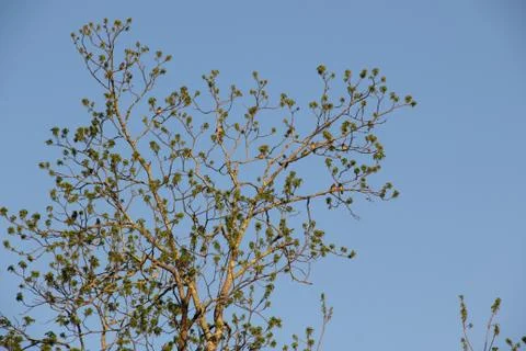 Tree filled with birds Stock Photos