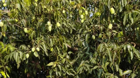 Tree Filled With Mangos Stock Footage 272506988