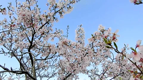 A tree filled with white flowers in the Spring Park Stock Footage 151494920