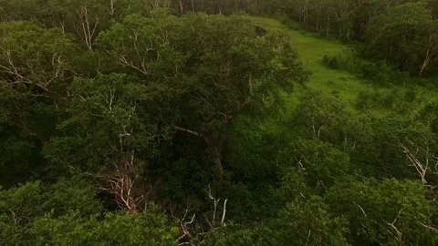 Tree. Filming on top of an old tree Stock-Footage 72608351