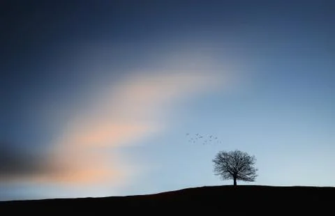 Tree fine art Stock Photos