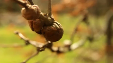 Tree fingers RAW Stock Footage 237261185