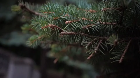 Tree fir branches and needles Stock Footage 129675009