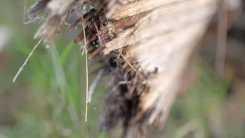 Tree firbres macro Stock-Footage 148398289