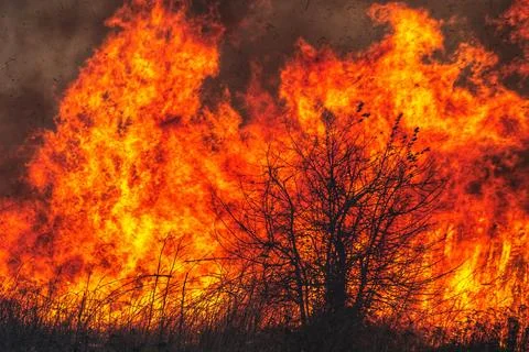 Tree with fire in the background during wildfire Stock-Fotos