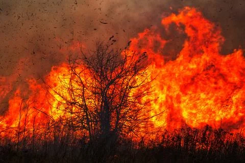 Tree with fire in the background during wildfire Stock-Fotos