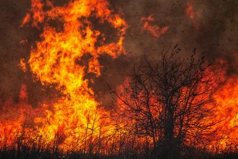 Tree with fire in the background during wildfire Stock-Fotos